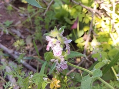 Stachys bolusii