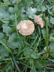 Marasmius oreades