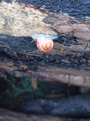 Cepaea nemoralis