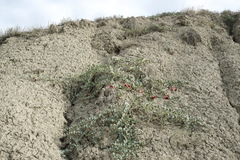 Capparis spinosa herbacea