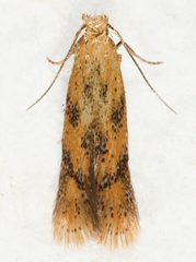 Astrotischeria astericola