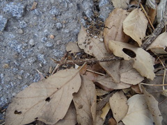 Rattus rattus