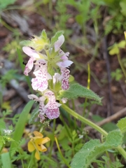 Stachys bolusii