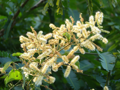 Senegalia bonariensis