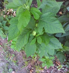 Smallanthus uvedalia
