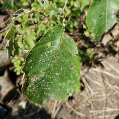 Ulmus rubra