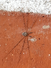 Dicranopalpus ramosus