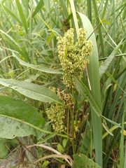 Rumex hydrolapathum