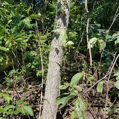 Ulmus rubra