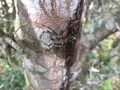 Retrachydes thoracicus