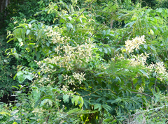 Senegalia bonariensis