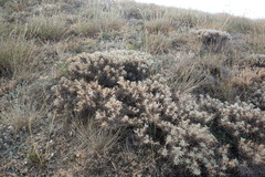 Astragalus arnacantha