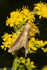 Lambdina fiscellaria