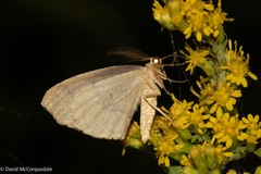 Lambdina fiscellaria