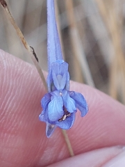 Delphinium gracile