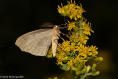 Lambdina fiscellaria
