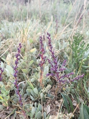 Suaeda maritima
