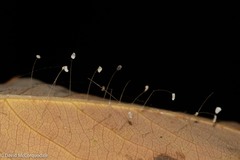 Neuroptera
