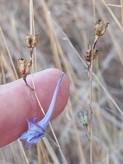 Delphinium gracile