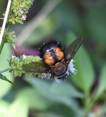Paradejeania rutilioides