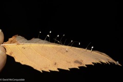 Neuroptera