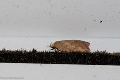 Machimia tentoriferella