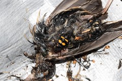 Nicrophorus tomentosus