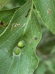 Craneiobia tuba