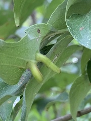 Craneiobia tuba