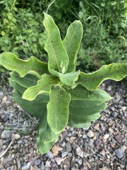 Asclepias syriaca