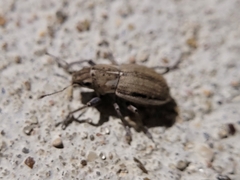 Naupactus peregrinus