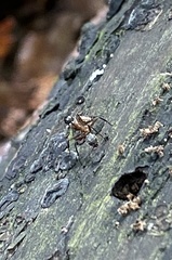 Camponotus chromaiodes