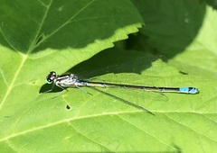 Coenagrion pulchellum