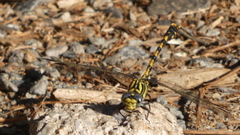 Onychogomphus uncatus