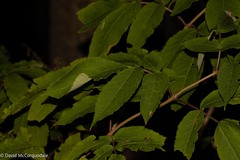 Sambucus racemosa