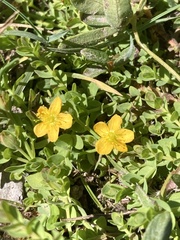 Hypericum anagalloides