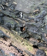 Camponotus chromaiodes