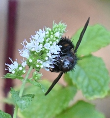Paradejeania rutilioides