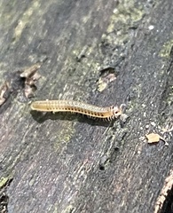 Blaniulus guttulatus