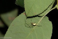 Enoplognatha ovata