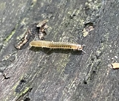 Blaniulus guttulatus