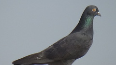 Columba livia domestica