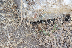 Algyroides nigropunctatus