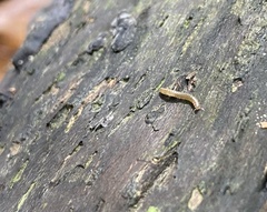 Blaniulus guttulatus