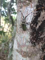 Retrachydes thoracicus