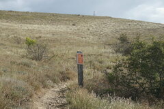 Paliurus spina-christi