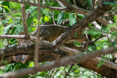 Notocitellus annulatus