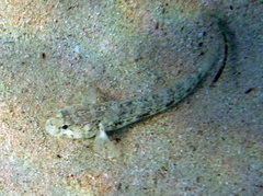 Gobius roulei