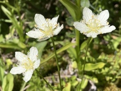 Parnassia cirrata intermedia