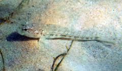 Gobius roulei